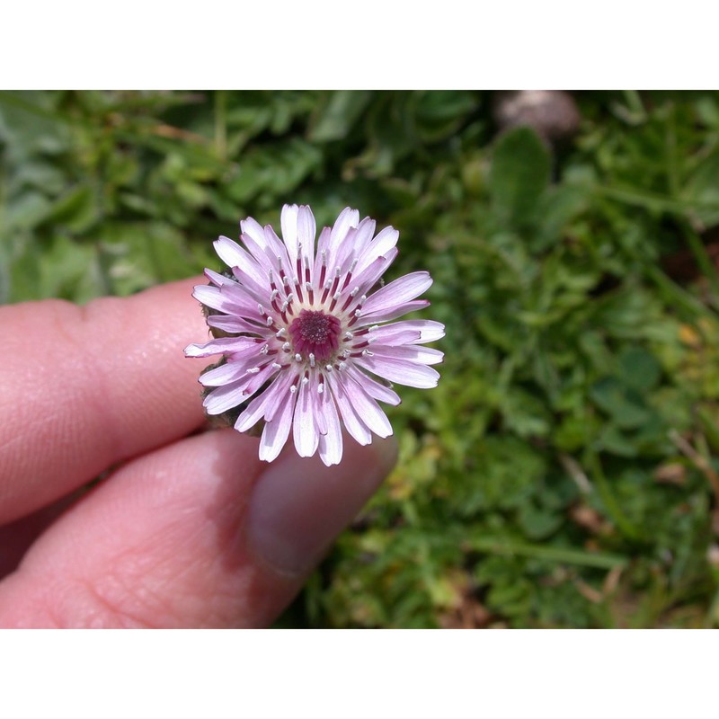 crepis bivoniana (rchb.) soldano et f. conti