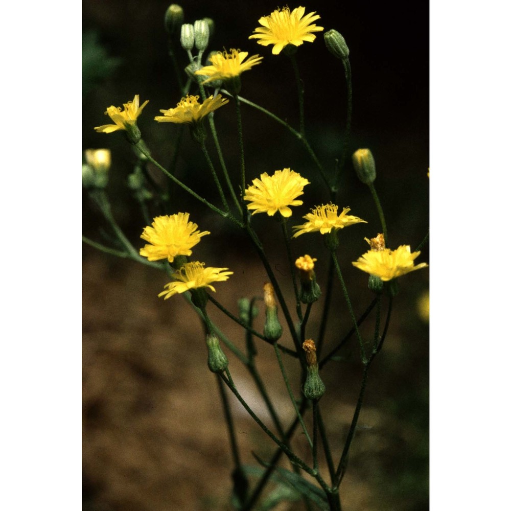 crepis capillaris (l.) wallr.