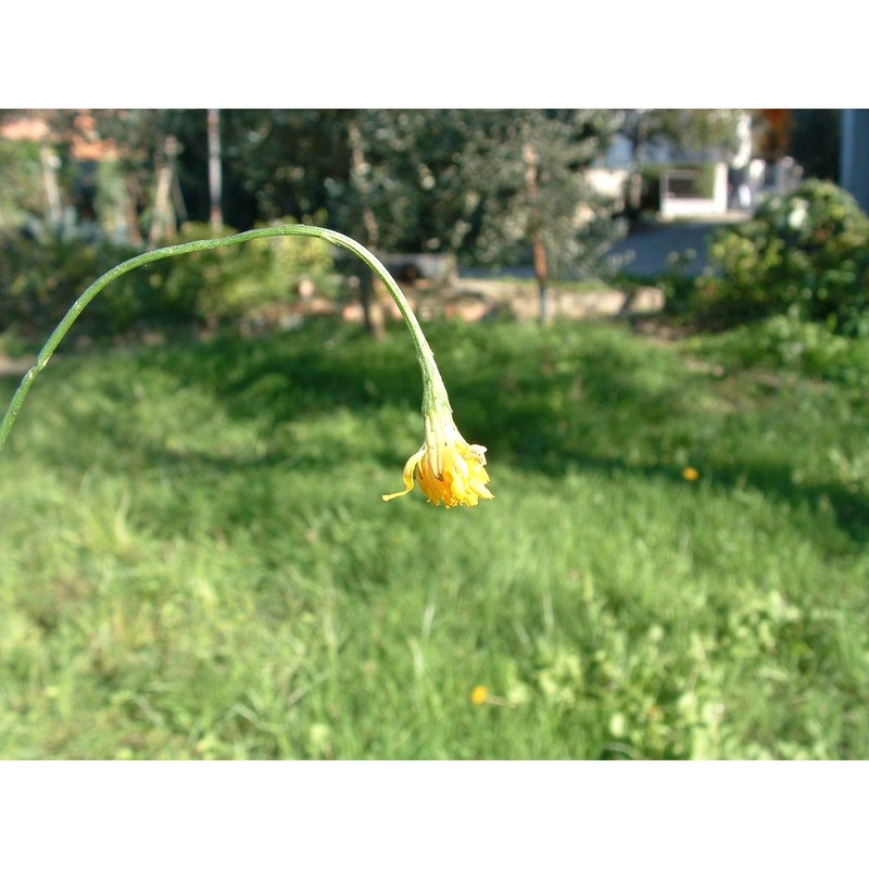 crepis capillaris (l.) wallr.