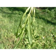 crepis capillaris (l.) wallr.