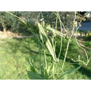 crepis capillaris (l.) wallr.