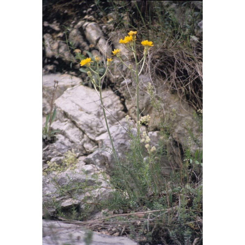 crepis chondrilloides jacq.