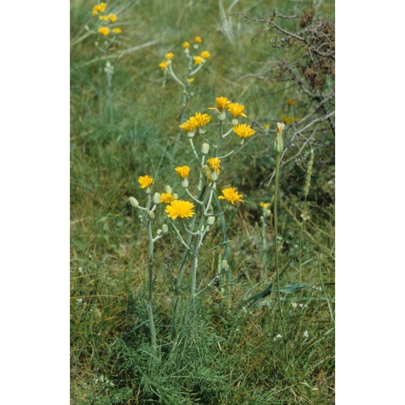 crepis chondrilloides jacq.