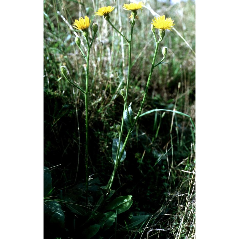 crepis conyzifolia (gouan) a. kern.