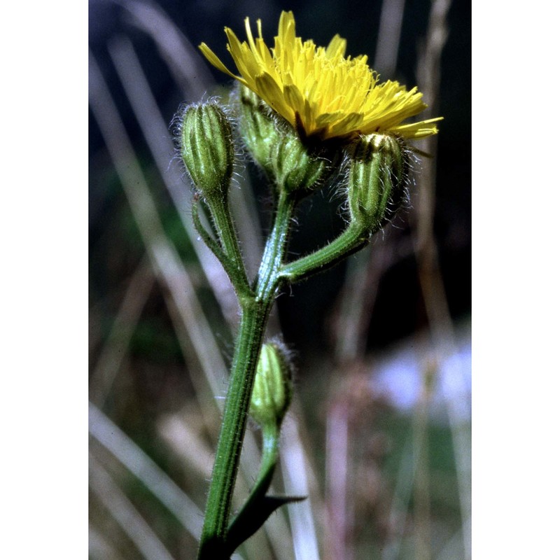 crepis conyzifolia (gouan) a. kern.