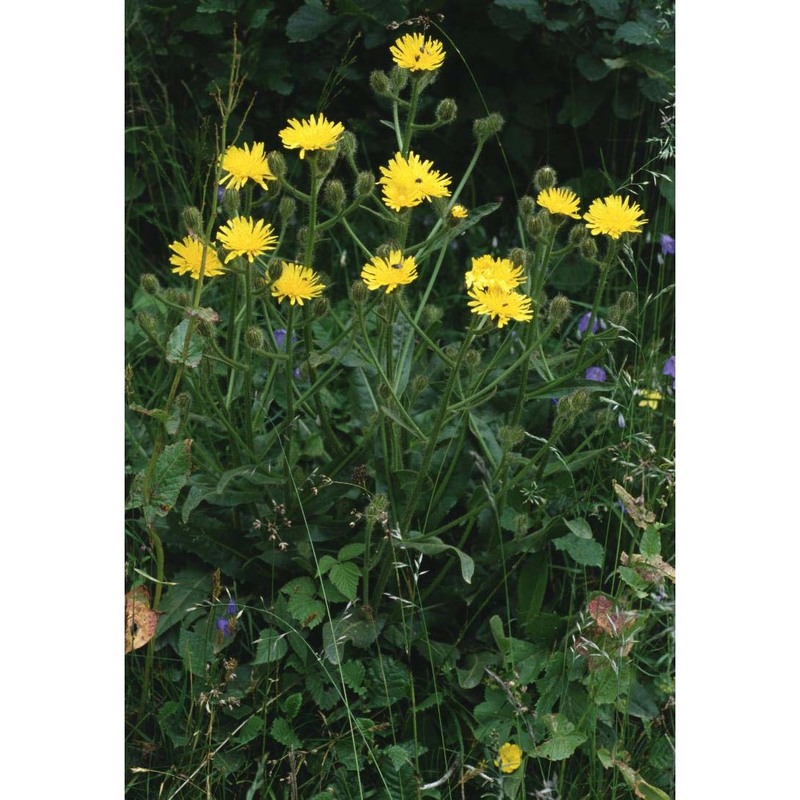 crepis conyzifolia (gouan) a. kern.