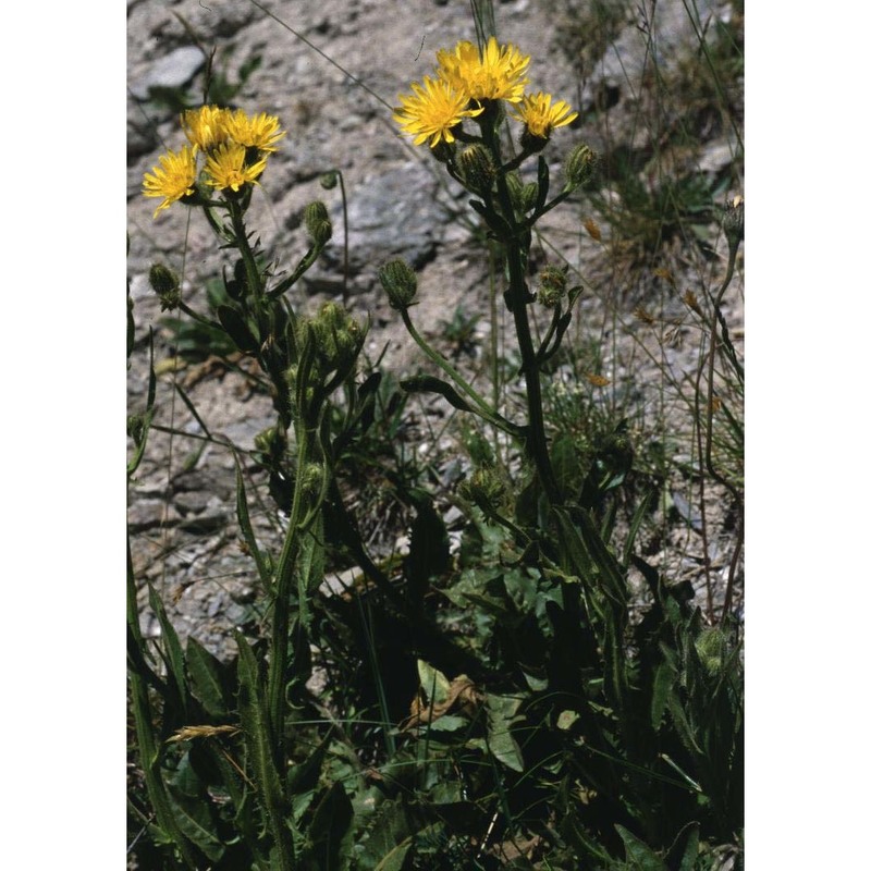 crepis conyzifolia (gouan) a. kern.