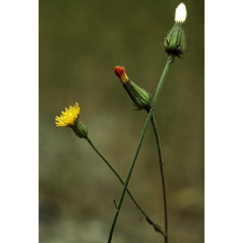 crepis foetida l.