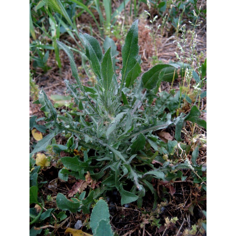 crepis foetida l.