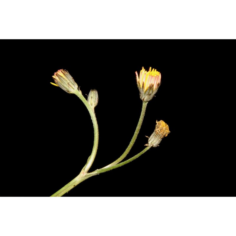 crepis gussonei greuter