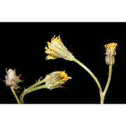 crepis gussonei greuter