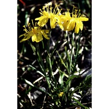 crepis jacquinii tausch subsp. kerneri (rech. fil.) merxm.