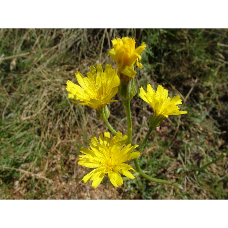 crepis lacera ten.