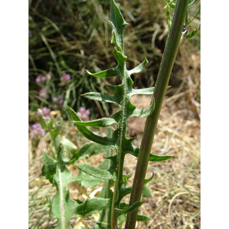 crepis lacera ten.