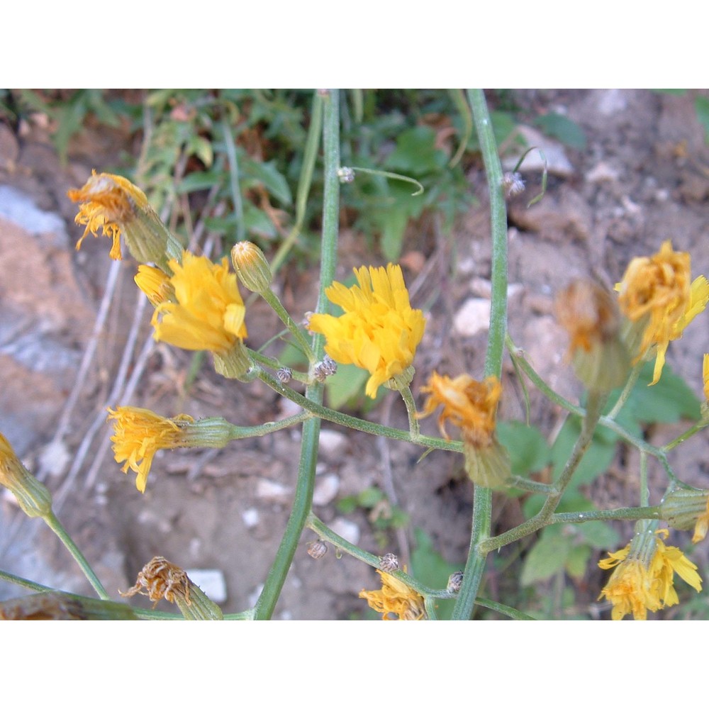 crepis lacera ten.