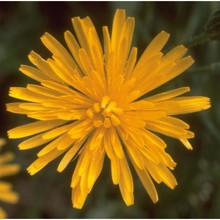 crepis leontodontoides all.