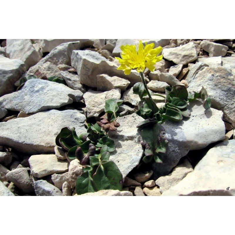 crepis magellensis f. conti et uzunov