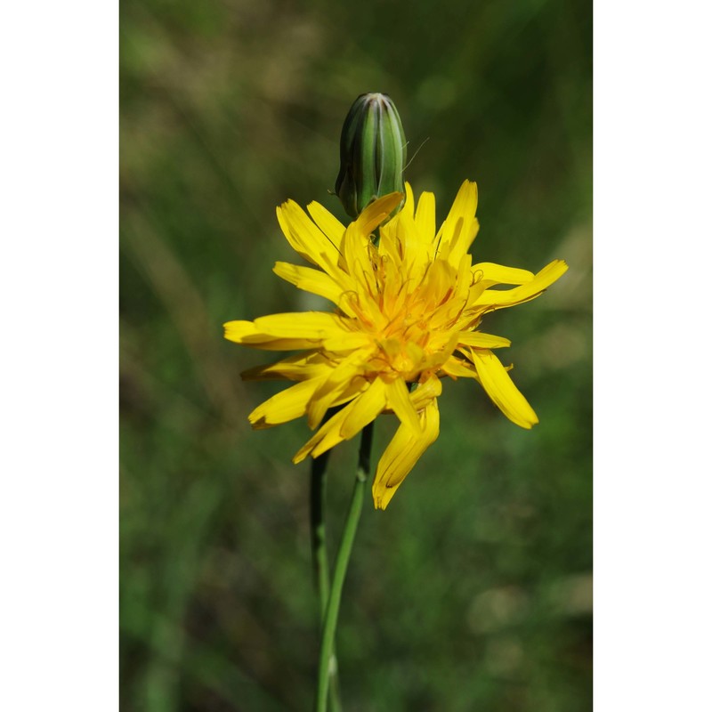 crepis mollis (jacq.) asch.