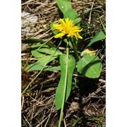 crepis mollis (jacq.) asch.