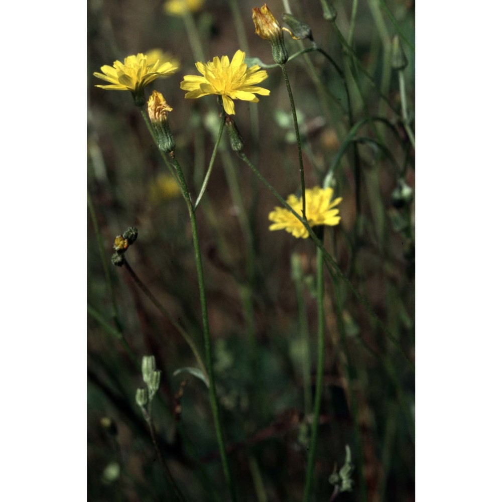 crepis neglecta l.