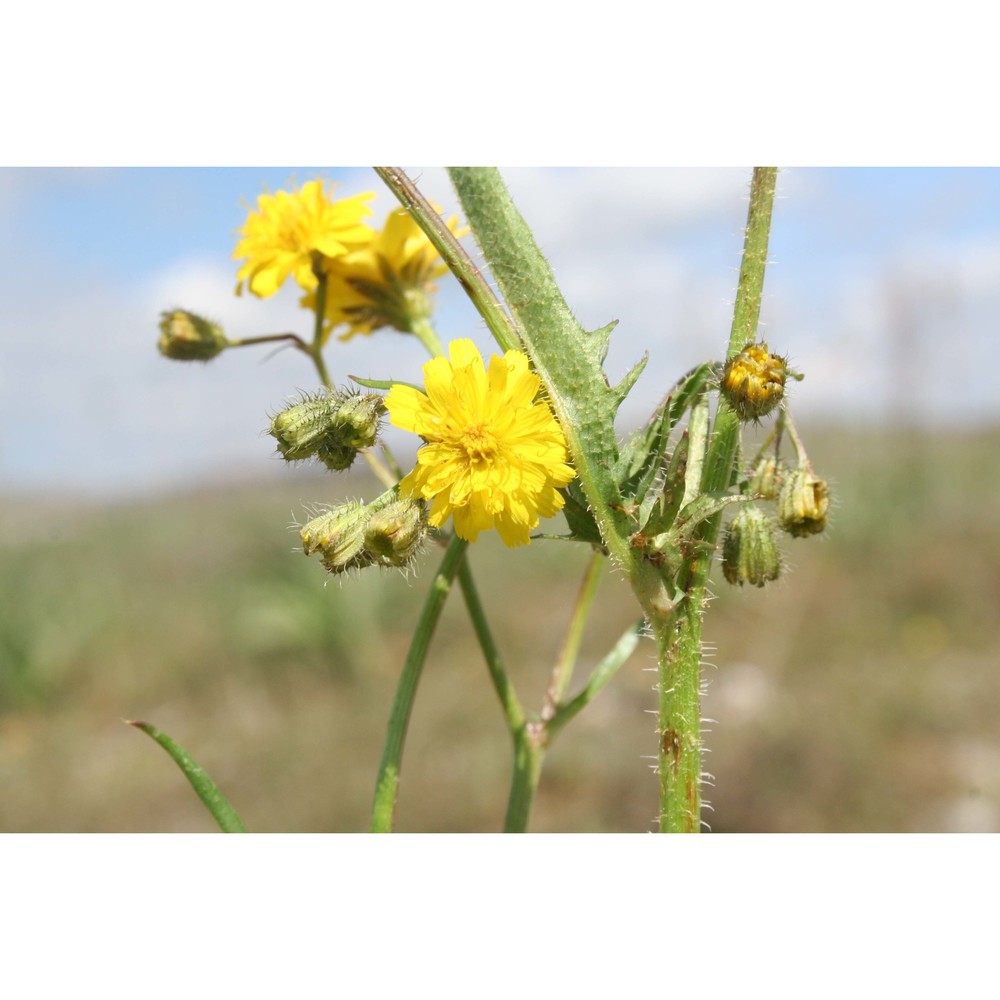 crepis neglecta l.