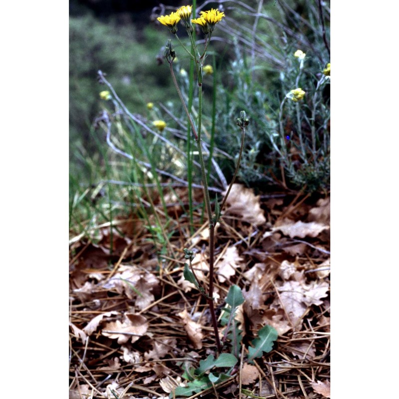 crepis nicaeensis balb. ex pers.