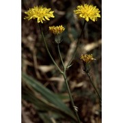 crepis nicaeensis balb. ex pers.