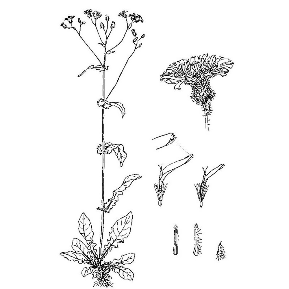 crepis paludosa (l.) moench