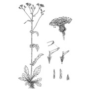 crepis paludosa (l.) moench