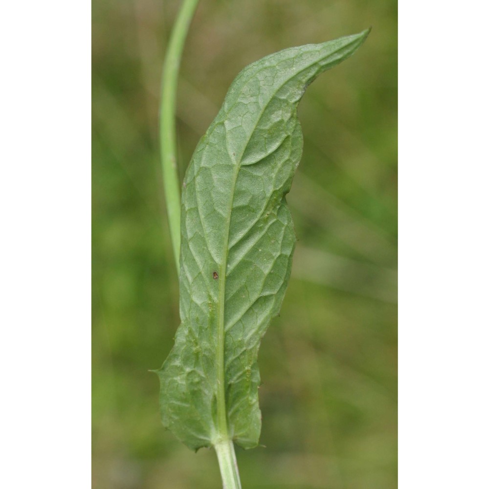 crepis paludosa (l.) moench