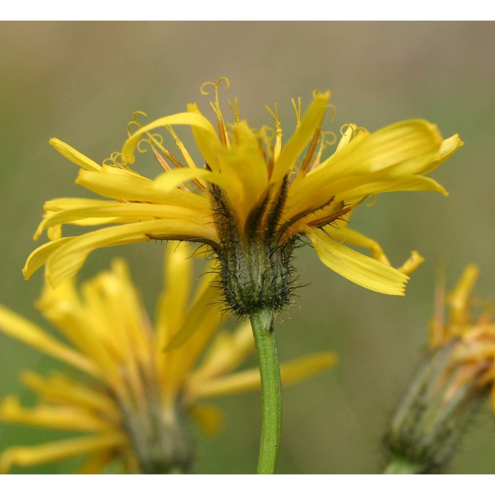 crepis paludosa (l.) moench