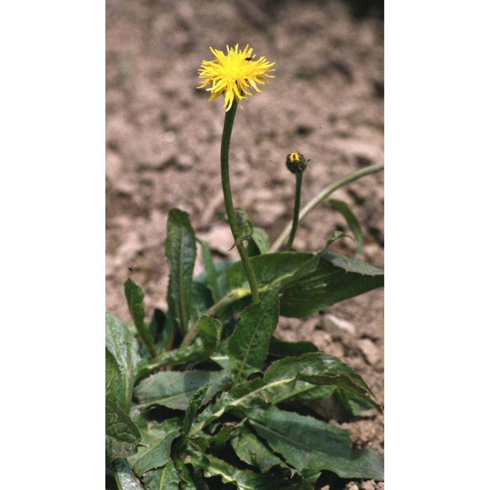 crepis pontana (l.) dalla torre