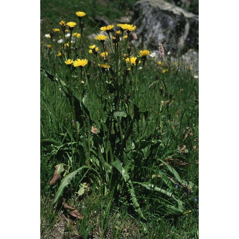 crepis pontana (l.) dalla torre