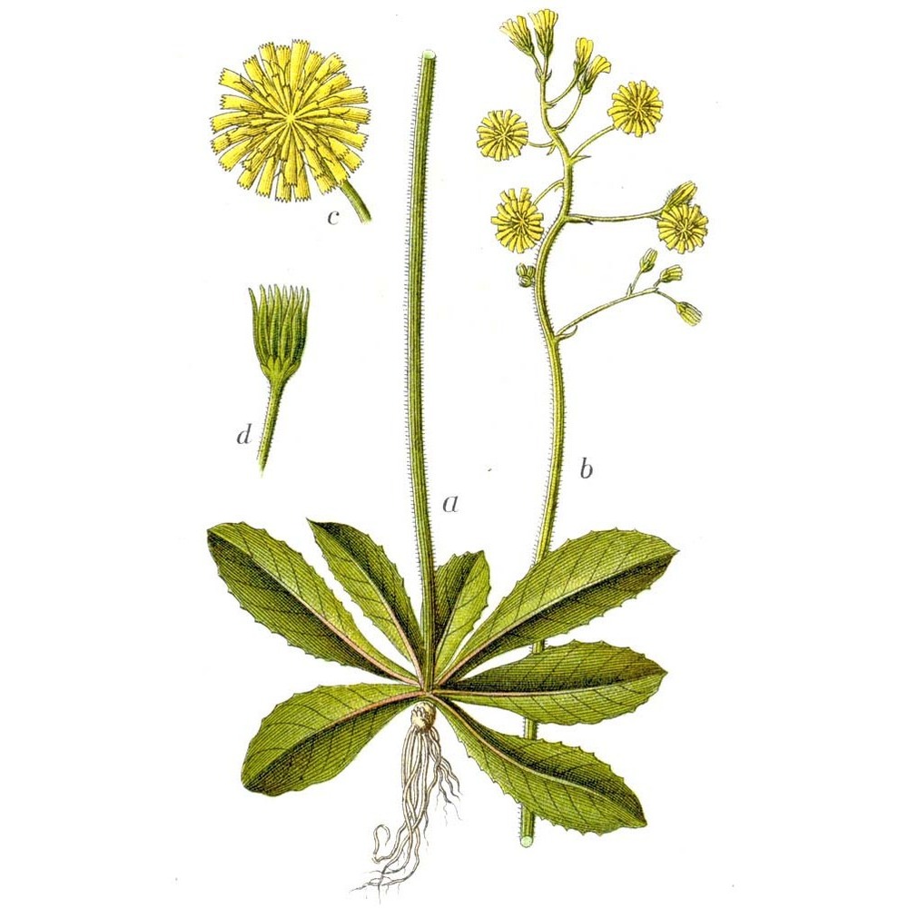 crepis praemorsa (l.) walther