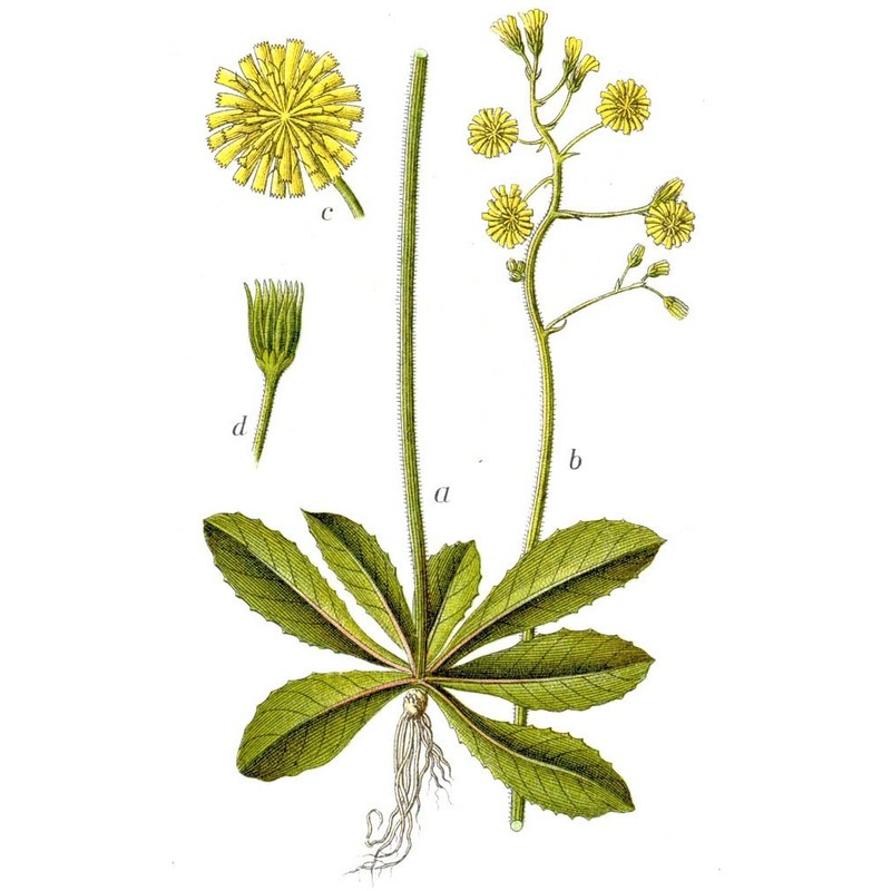 crepis praemorsa (l.) walther