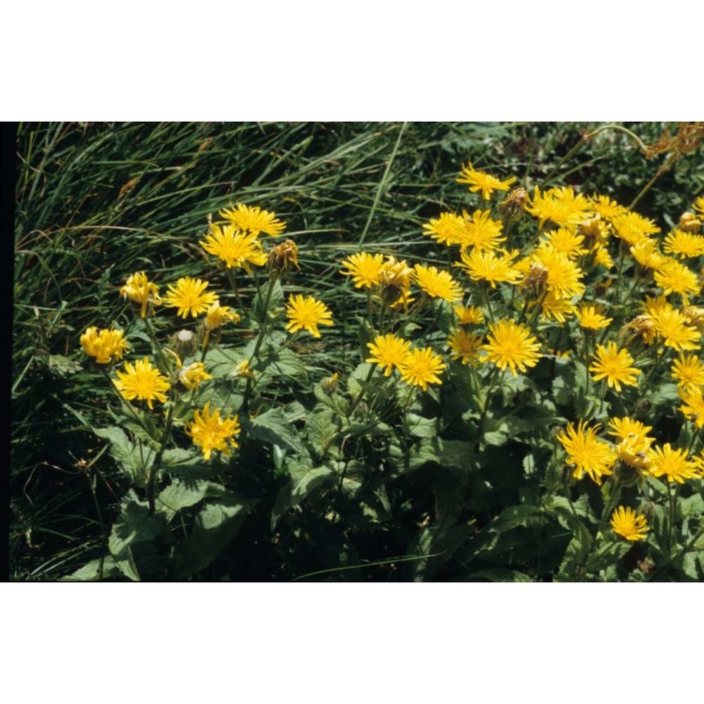 crepis pyrenaica (l.) greuter