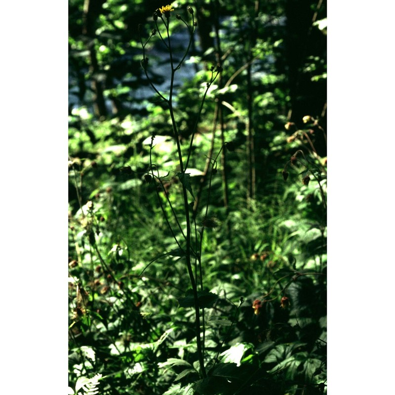 crepis pyrenaica (l.) greuter