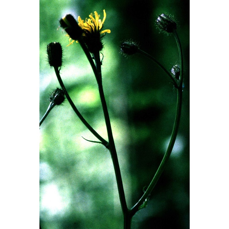 crepis pyrenaica (l.) greuter