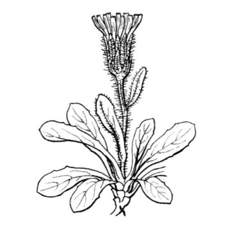 crepis rhaetica hegetschw.