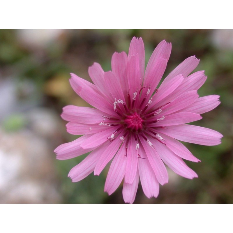 crepis rubra l.