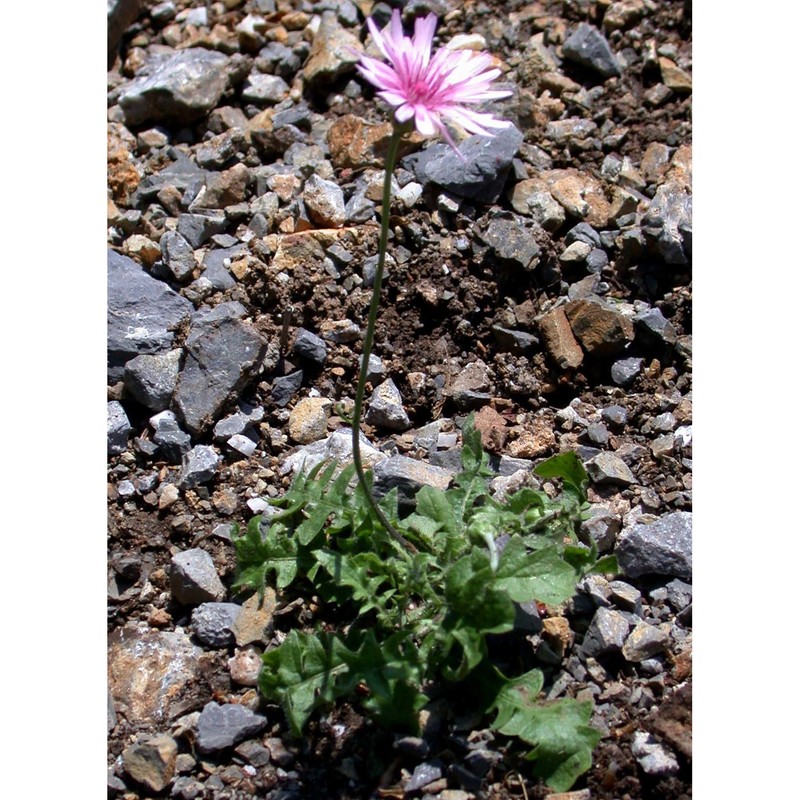 crepis rubra l.