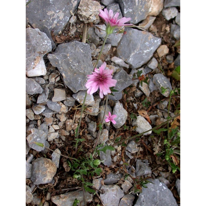 crepis rubra l.