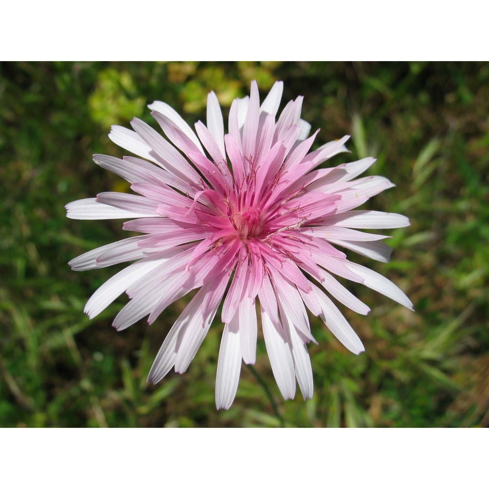 crepis rubra l.