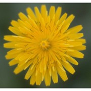 crepis sancta (l.) babc. subsp. nemausensis (p. fourn.) babc.