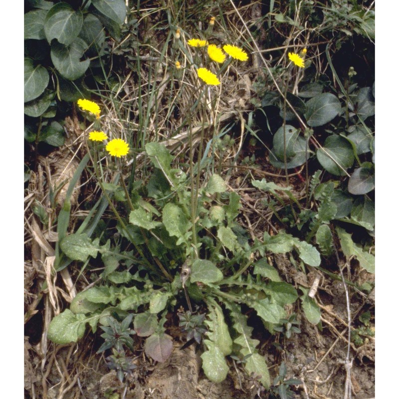 crepis sancta (l.) babc. subsp. nemausensis (p. fourn.) babc.