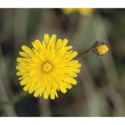 crepis sancta (l.) babc. subsp. nemausensis (p. fourn.) babc.