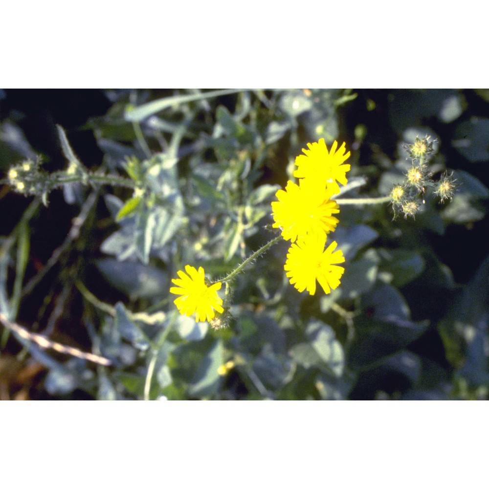 crepis setosa haller fil.