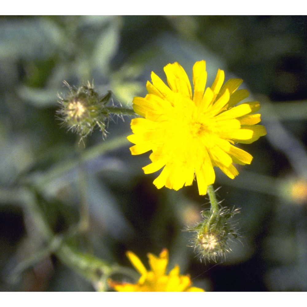 crepis setosa haller fil.