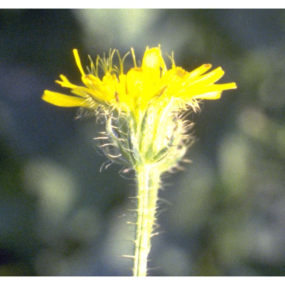 crepis setosa haller fil.