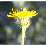 crepis setosa haller fil.